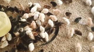 golden misri chote choze ki video Gurmani poultry farm bahut hi malomte  video