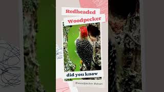 #shorts #amazingfacts #woodpecker 🐦Amazing facts about Redheaded Woodpecker 🤔