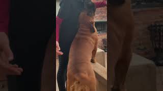 Boerboel Puppy Jesse is so excited to give soft kisses 😍🥰 #shorts