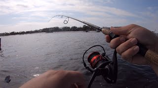 using fiddler crabs to catch toothy critters