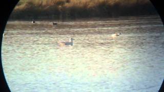 Glaucous Gull Swiming, Stanwick Lakes, Northants