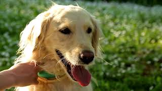 Training Your Golden Retriever for Barn Hunt: Tips & Tricks