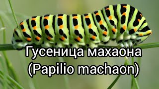 Гусеница парусника-махаона(Papilio machaon)