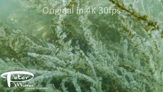 herring eggs on kelp, medium shot 4K stock footage