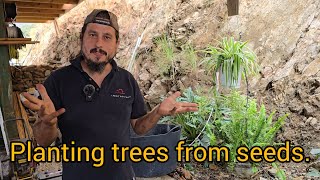 Uncommon Treasures: Growing Unique Trees from Seed