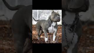 World Strongest Dog Pitbull #dog #pitbull #viralshots #shorts