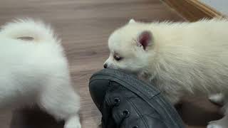 Pomsky Puppies Playing