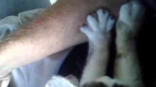 Cat massage