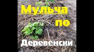 Мульчирование. Забыть о поливе и прополке.