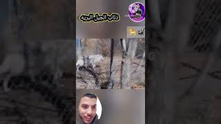 اتحداك لو تعرف المعلومات دى عن الذئب 🦨 #دويتو #جندى #اكسبلور #ضحك #duet #greenscreen #funny #حيوانات