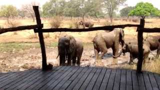 Elephants play in the mud (Flatdogs Camp, South Kuangwa Park,Zambia).