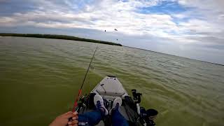 Chasing Redfish is a sport