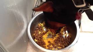 Doberman - destroys dinner