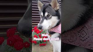 Wait!Please don't scroll! 🥹 #dog #shorts #trending #funnyvideo #alaskanmalamute #cute #video #viral