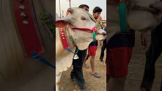 Gholabi nukra beautiful bull cow #eiduladha2023 #cowmandi #eid #shortvideo #viral #shorts