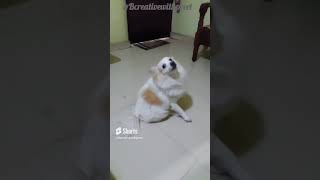 🐕 💃 🤪just fun#shorts #youtubeshorts