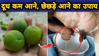 गाय/भैंस का दूध कम आना, छेछडे़ आने का उपाय |chechde ane ka illaj |How to increase cow buffalo milk