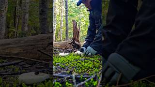 Best time of the year for Matsutake #now #pnw #mushroom #food #pnwdiscovered #shortvideo #reels #fyp