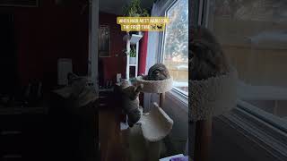 Cats meet for the first time #cat #shorts #catlover #catvideos