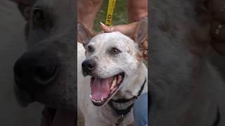 Hanging out w doggies at an animal shelter 🐶 #short #dog #animalshelter #mayahiga #twitch