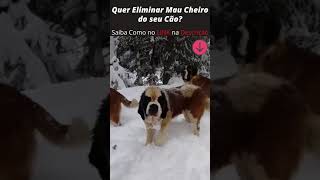 Matilha de São Bernardos na Neve [Como Eliminar Mau Cheiro de seu Cão] #shorts