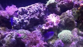 Video of my Marine Tank