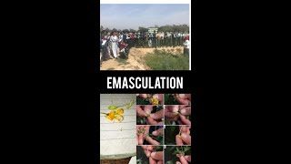 Emasculation || Chandra Bhanu Gupt Krishi Mahavidyalaya college farm | Practical Doing emasculation