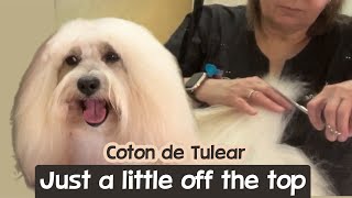 Wiggly Coton de Tulear Grooming. Instructions: Just trim off one inch or so all over.