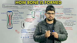 Bone Formation: Endochondral Bone Ossification Part 2