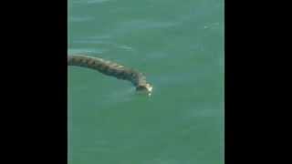 Snake Eating Fish