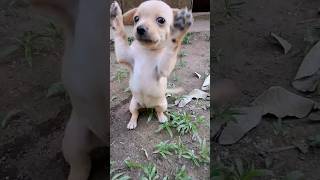 Cachorros Chihuahua