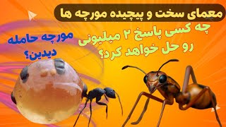 چالش مورچه ها🐜معمای چالش برانگیز با ۲ تومن 🎁