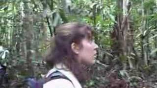 Walking through the Rainforest