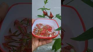 Roselle fruit ( Gongura) Fruiting journey #shorts #gardeningshorts #sorrel #fruitingshorts