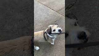 Bernie on a Walk with the Ball