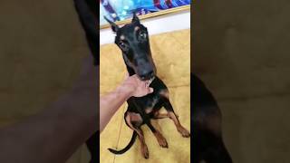 Doberman vs Köpek Maması #shorts