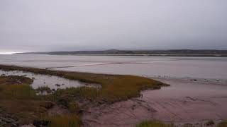 Mascaret sur la rivière Petitcodiac @ Village Gautreau. 17 Octobre, 2020.