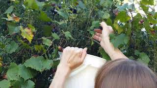 Harvesting muscadines to make muscadine wine 2 gallons