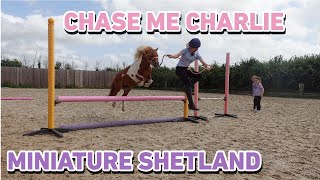 CHASE ME CHARLIE WITH A MINIATURE SHETLAND