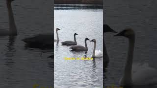 Trumpeter Swans 🦢 in Alaska. #birdwatching #alaska