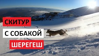 Беккантри фрирайд с собакой в Шерегеше