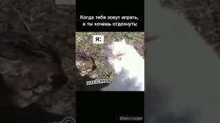 Когда тебя зовут играть в бравл, а ты хочешь отдохнуть