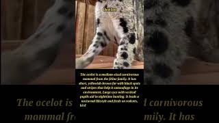 Enchanting Ocelot: Majesty of the Night | Wildlife Camouflage and Hunting