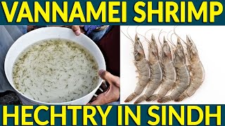 Vannamei Shrimp Hatchery Starts in Pakistan