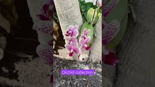 Orchid collection  tropical gardening  #tropicalfruit #organicgardening