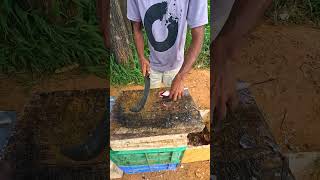 Fastest Two Tilapia Fish Cutting Skill By Expert Live Fishing