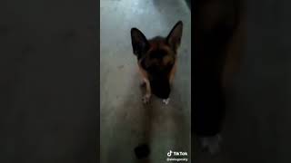 Умная немецкая овчарка #собака #немецкая #dog