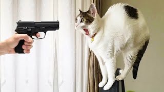 🐱 The Funniest Cat Moments of All Time 🐕🐱 Best Funny Animal Videos 😍🐈