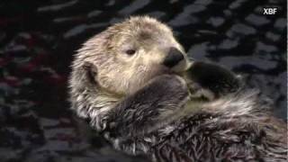 Sea otter (Enhydra lutris) [HD]