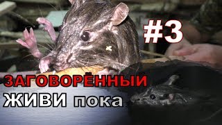 #03. Охота на КРЫС с комплексом “HWRAT-HUNTER“. Заговорённый,  живи пока